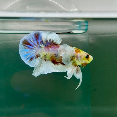 Plakat Dumbo Koi Green Eye Male Betta M116