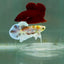 Plakat Dumbo Koi Green Eye Male Betta M116