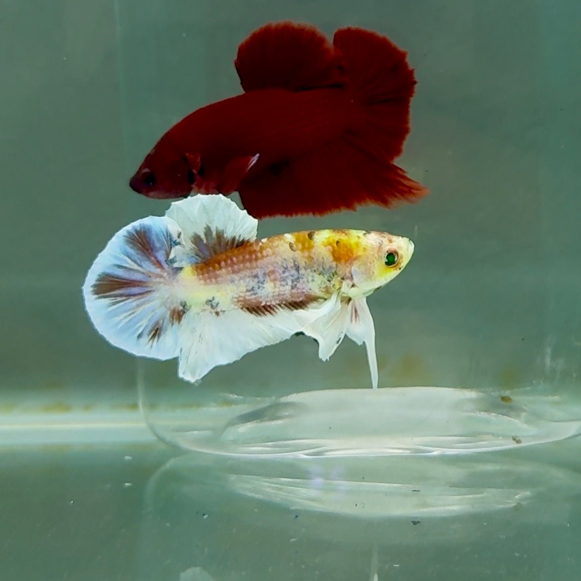 Plakat Dumbo Koi Green Eye Male Betta M116