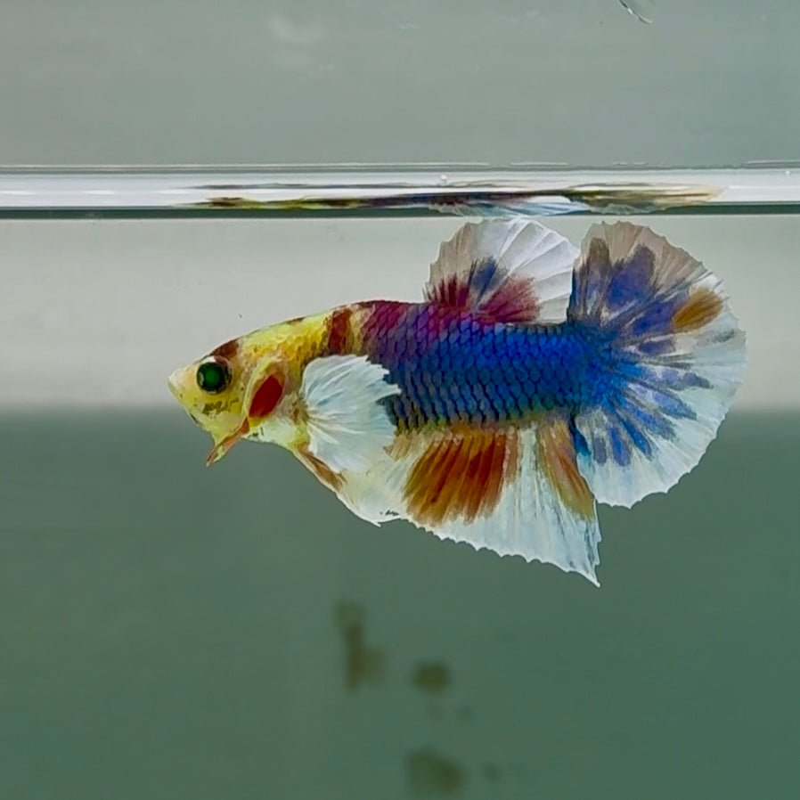 Plakat Dumbo Koi Green Eye Male Betta #Se17 Live Betta Fish Male betta