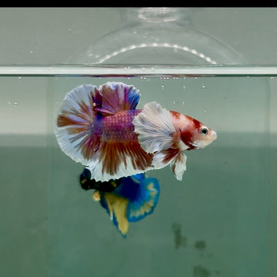 Plakat Dumbo Koi Male Betta A224