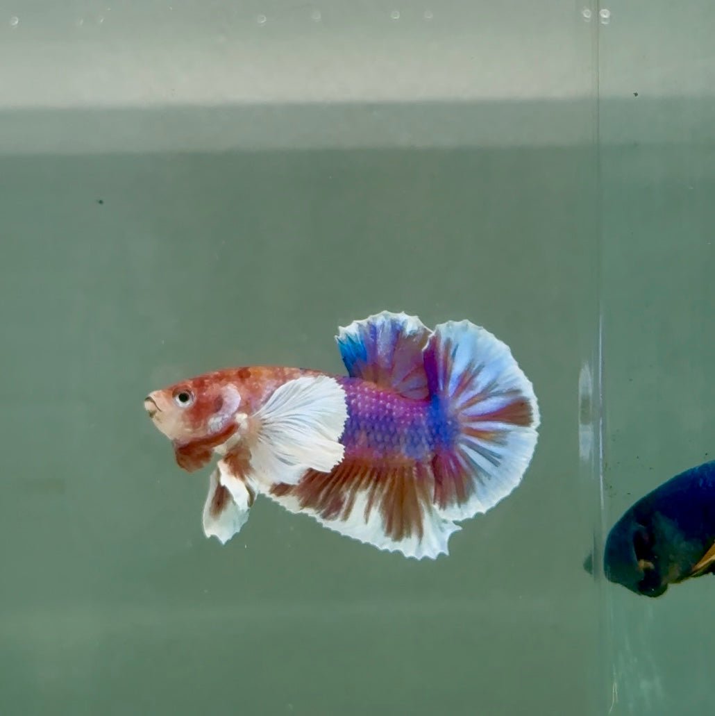 Plakat Dumbo Koi Male Betta A224
