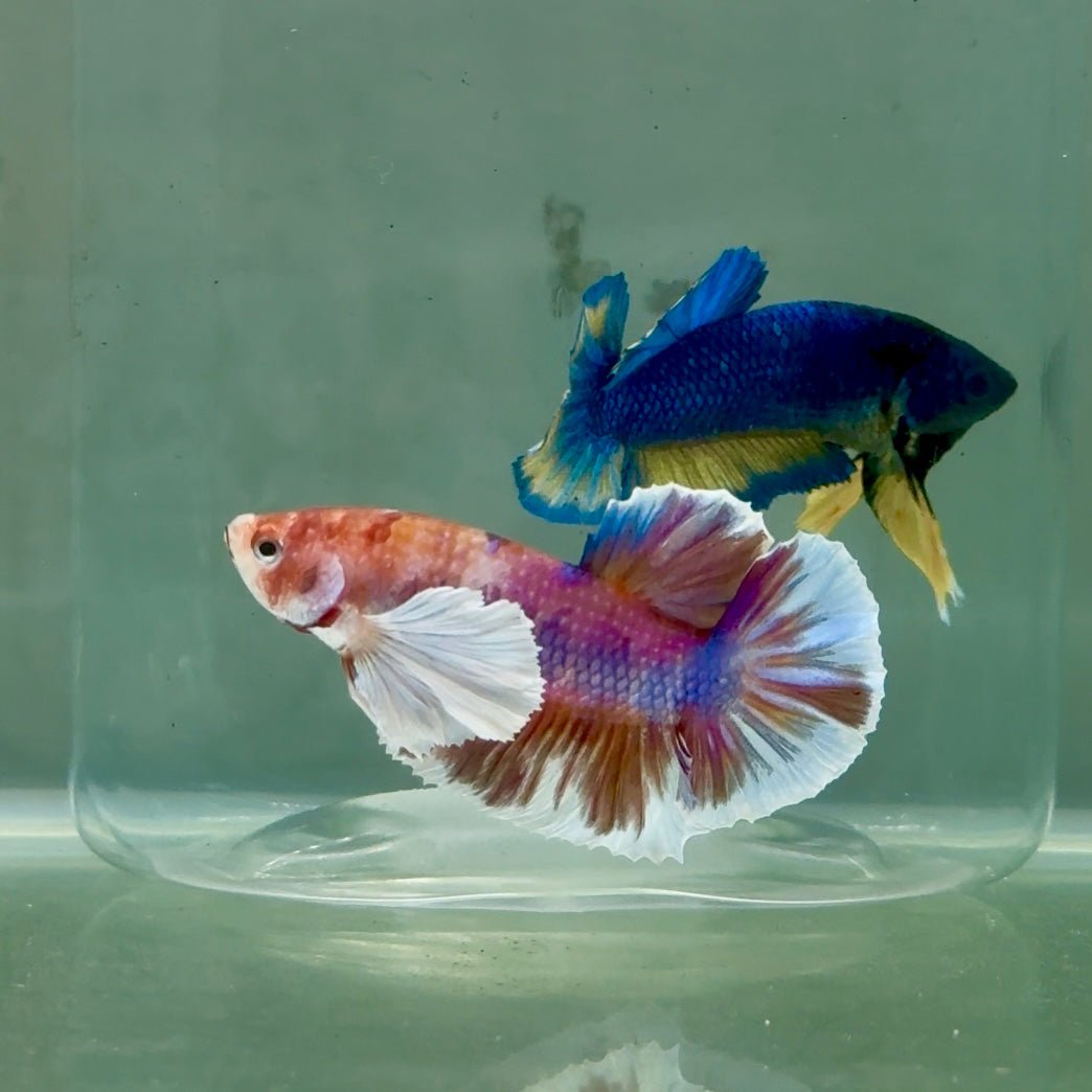 Plakat Dumbo Koi Male Betta A224