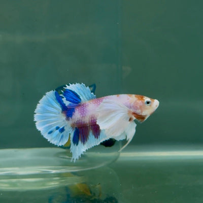 Plakat Dumbo Koi Male Betta A225