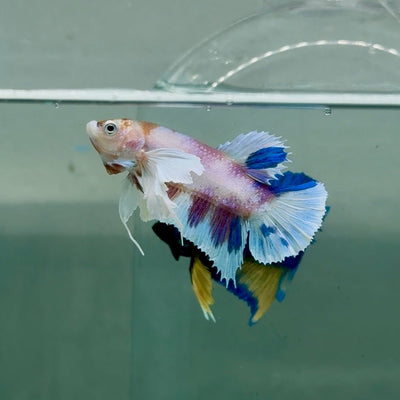 Plakat Dumbo Koi Male Betta A225