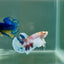 Plakat Dumbo Koi Male Betta A225