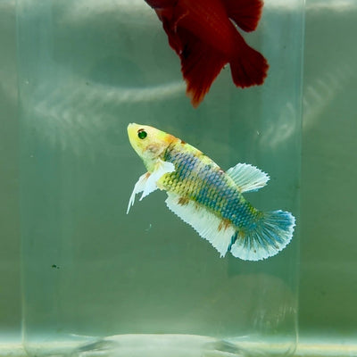 Plakat Dumbo Koi Multicolor Green Eye Female Betta M120