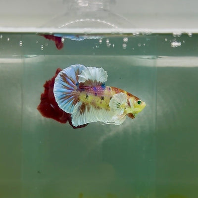 Plakat Dumbo Koi Multicolor Green Eye Male Betta M113