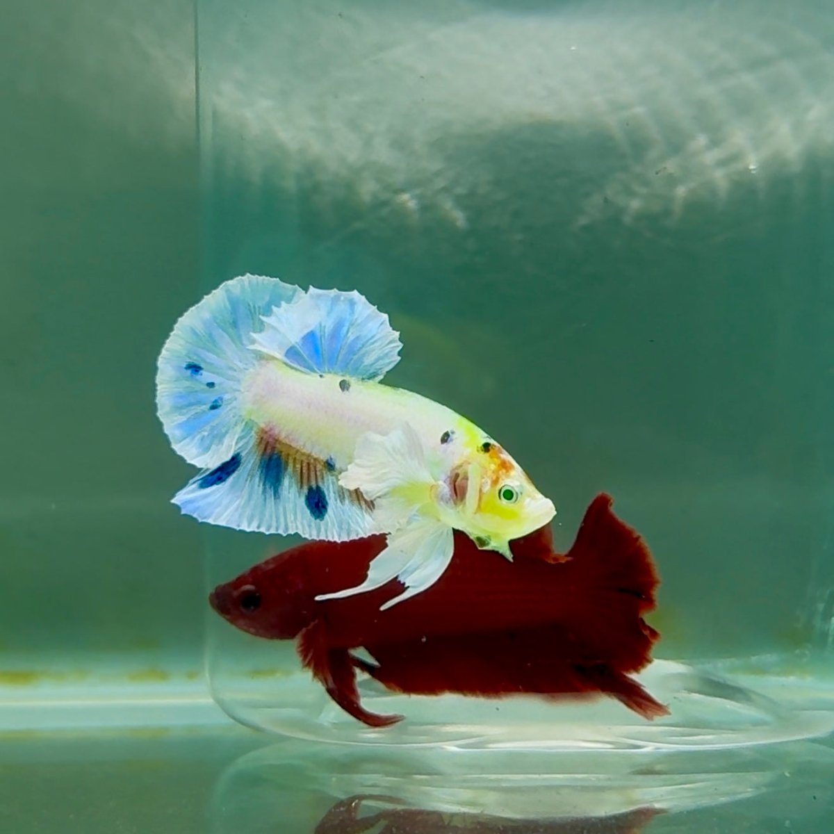Plakat Dumbo Koi Multicolor Green Eye Male Betta M115