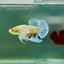 Plakat Dumbo Koi Multicolor Green Eye Male Betta M115