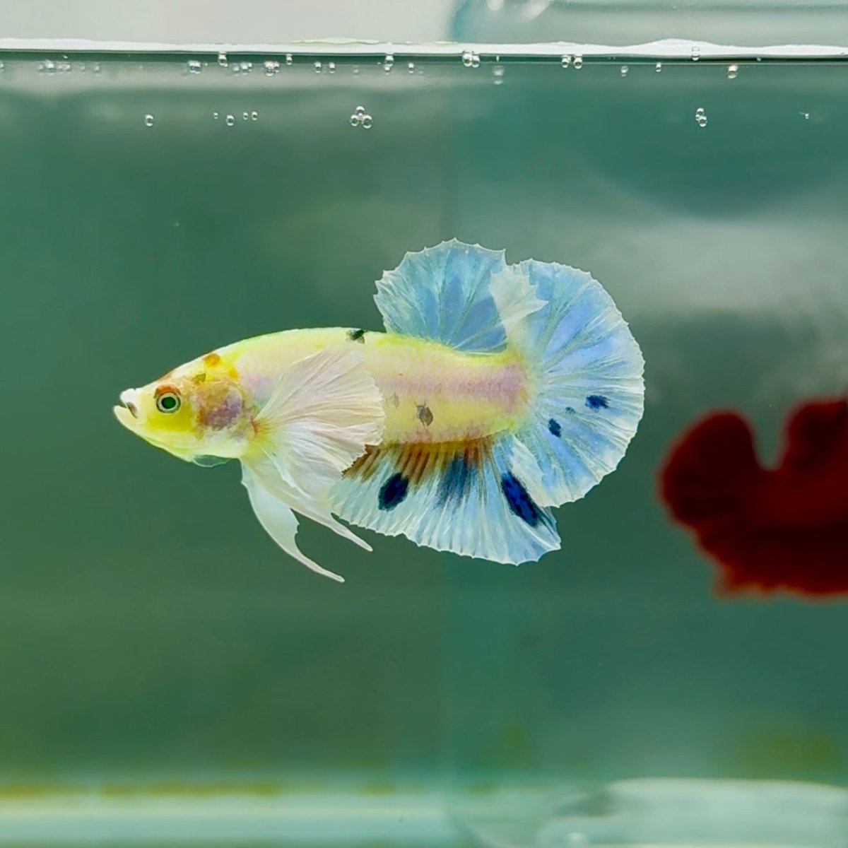 Plakat Dumbo Koi Multicolor Green Eye Male Betta M115