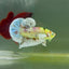 Plakat Dumbo Koi Multicolor Green Eye Male Betta M117