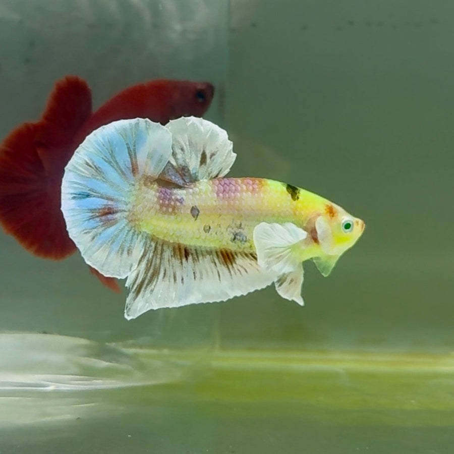 Plakat Dumbo Koi Multicolor Green Eye Male Betta M117