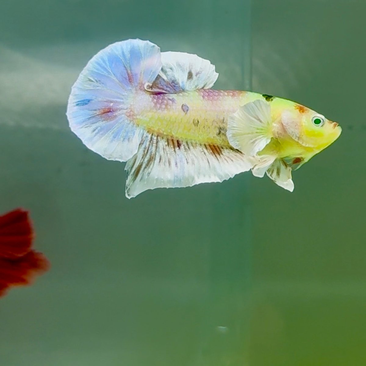 Plakat Dumbo Koi Multicolor Green Eye Male Betta #M117