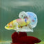 Plakat Dumbo Koi Multicolor Green Eye Male Betta M117
