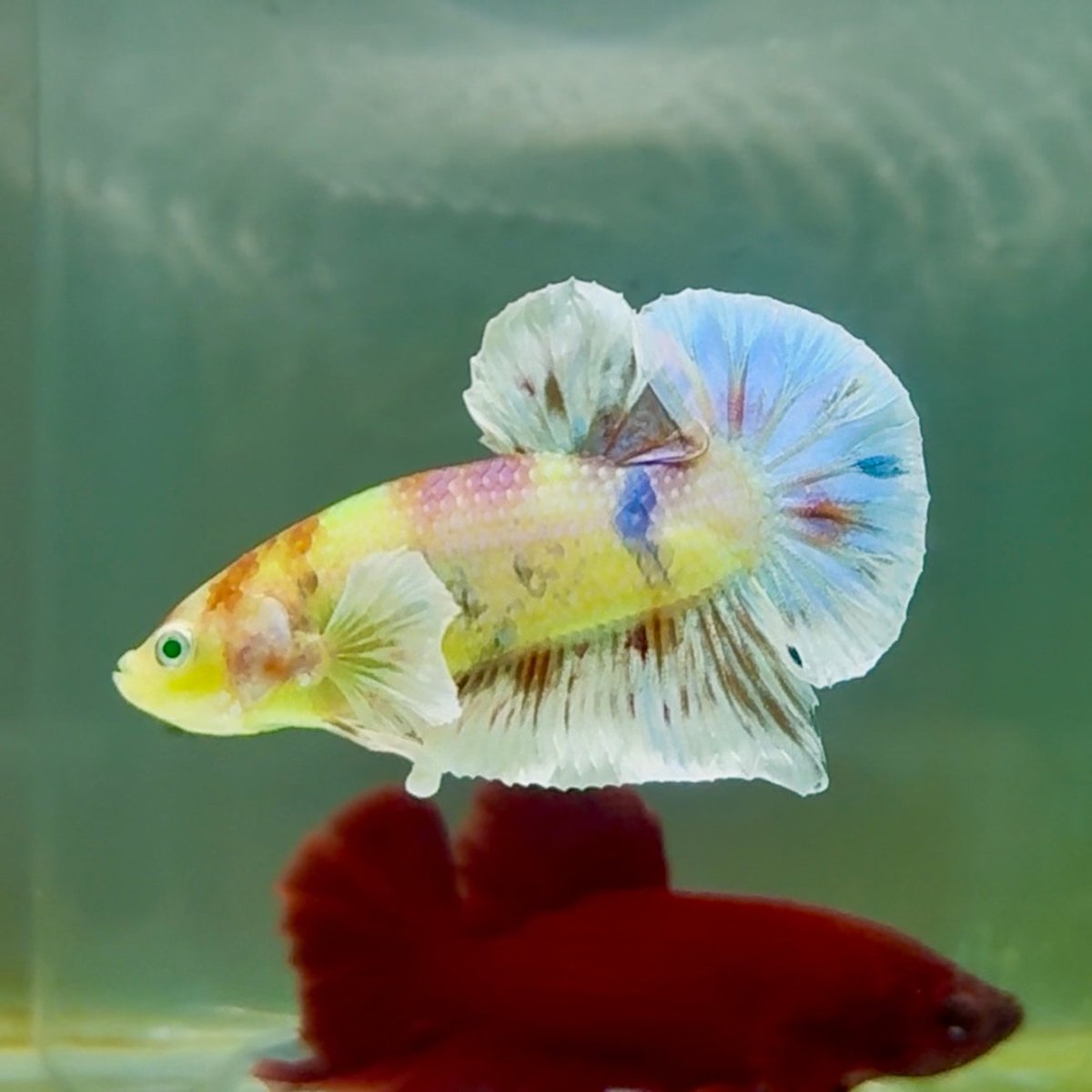 Plakat Dumbo Koi Multicolor Green Eye Male Betta #M117