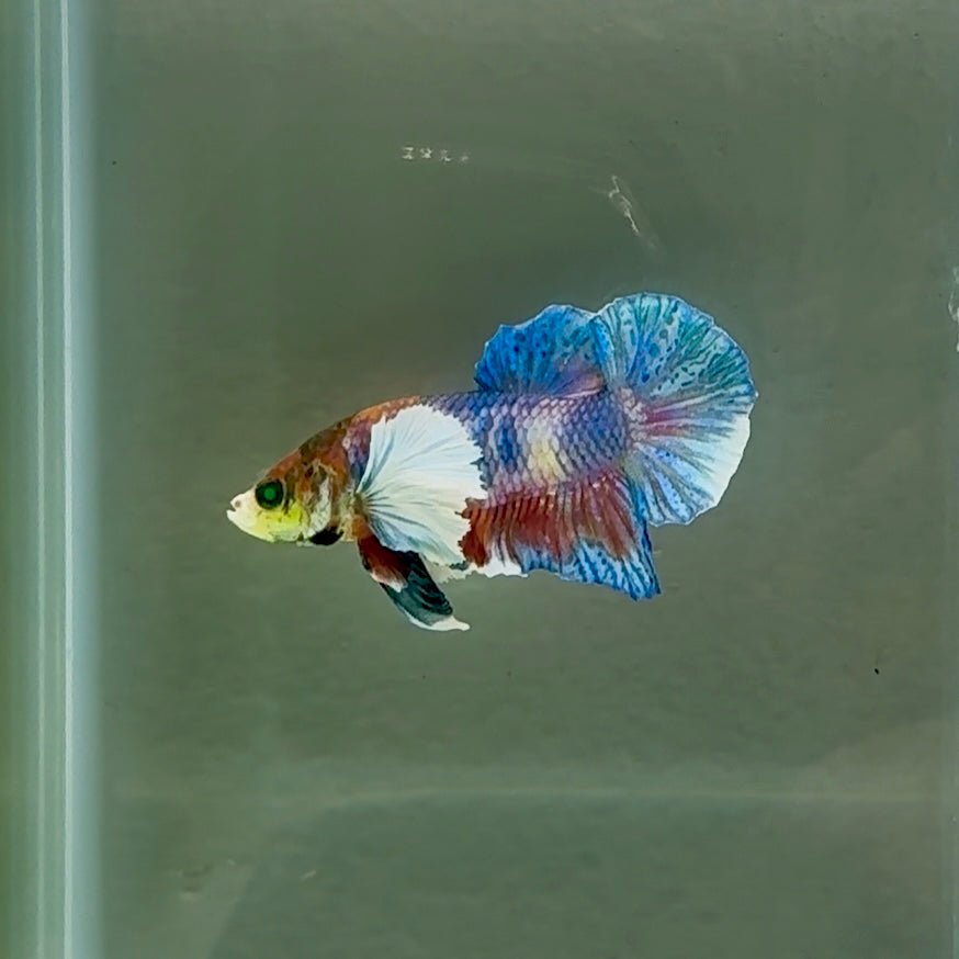 Plakat Dumbo Koi Ojo Verde Macho Betta #Au74