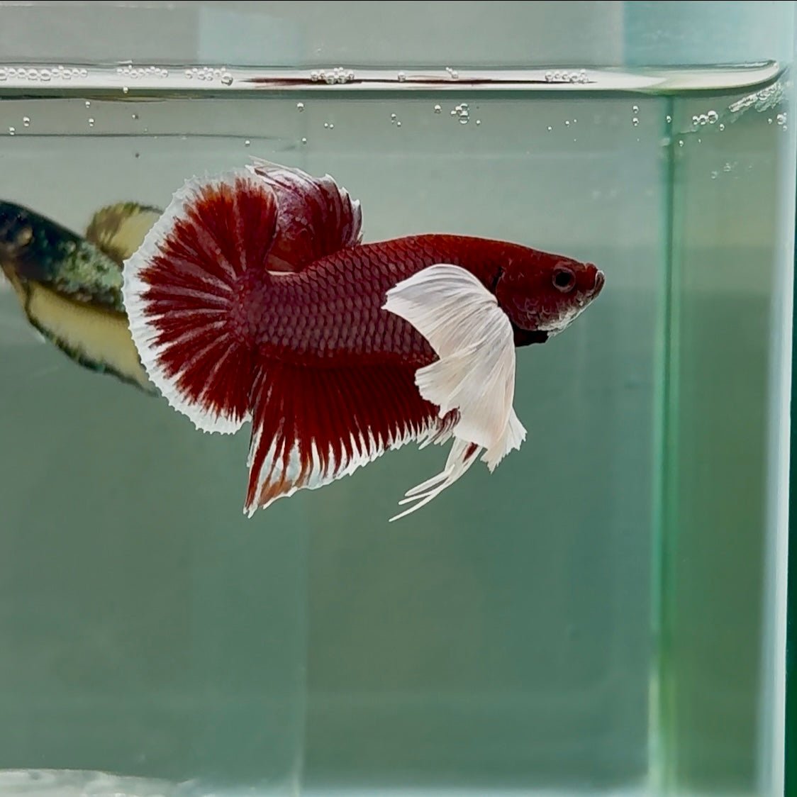 Plakat Dumbo Lavender Bigtail Male Betta #Se09