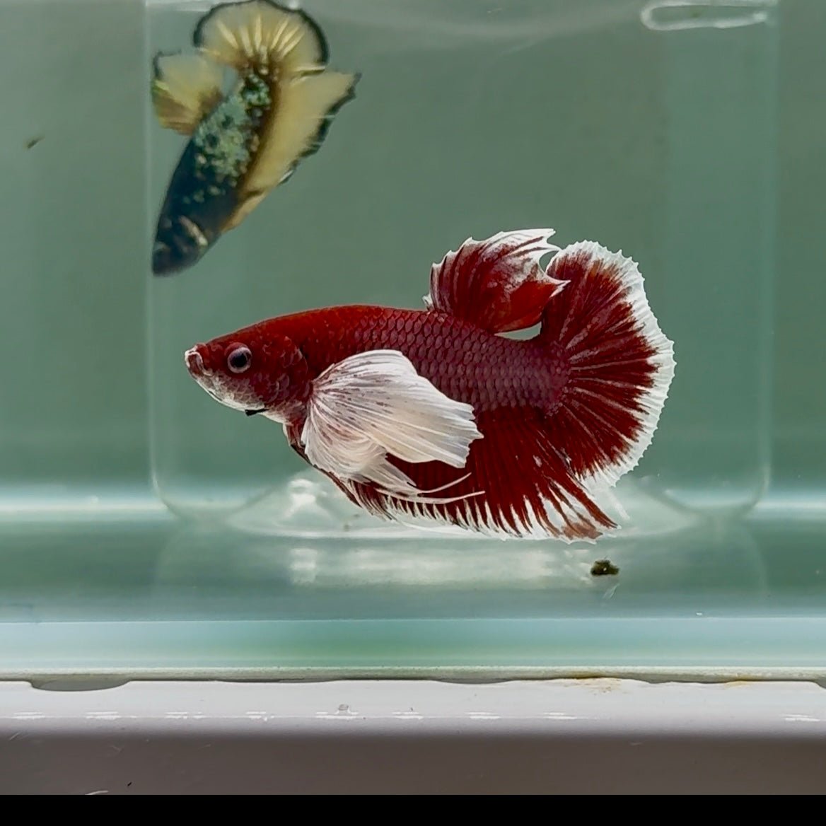 Plakat Dumbo Lavender Bigtail Male Betta #Se09