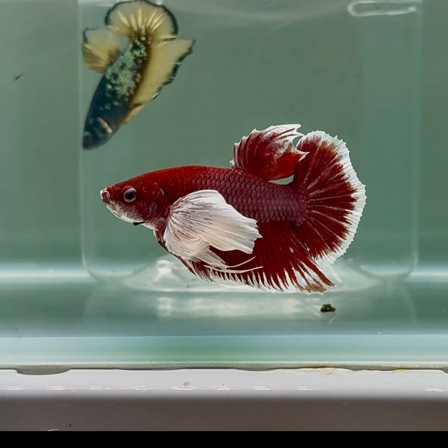 Plakat Dumbo Lavender Bigtail Male Betta #Se09 Male betta
