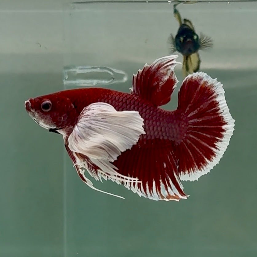 Plakat Dumbo Lavender Bigtail Male Betta #Se09