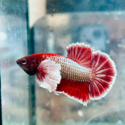 Plakat Dumbo Lavender Male Betta 078 Live Betta Fish Male betta