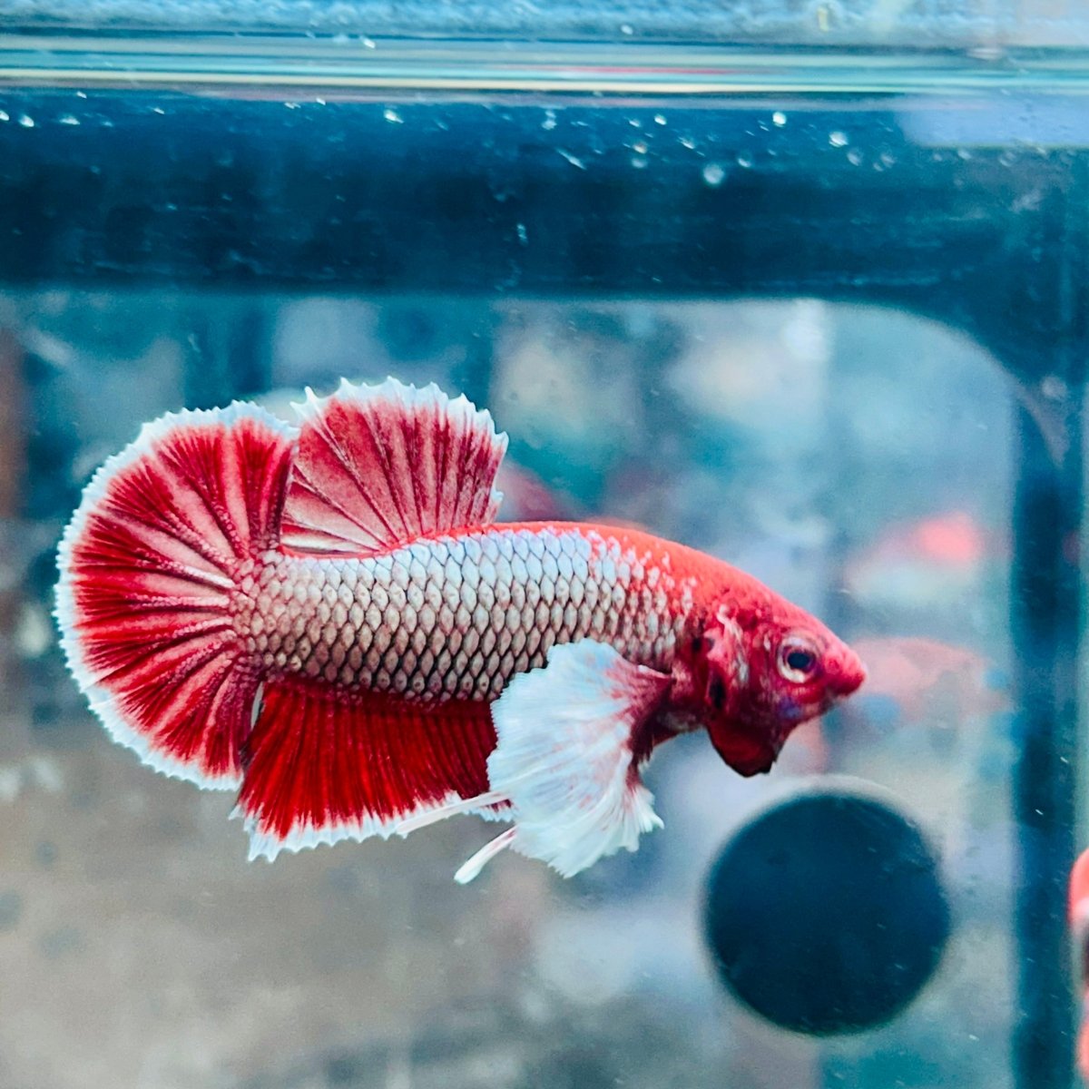 Plakat Dumbo Lavender Male Betta #078