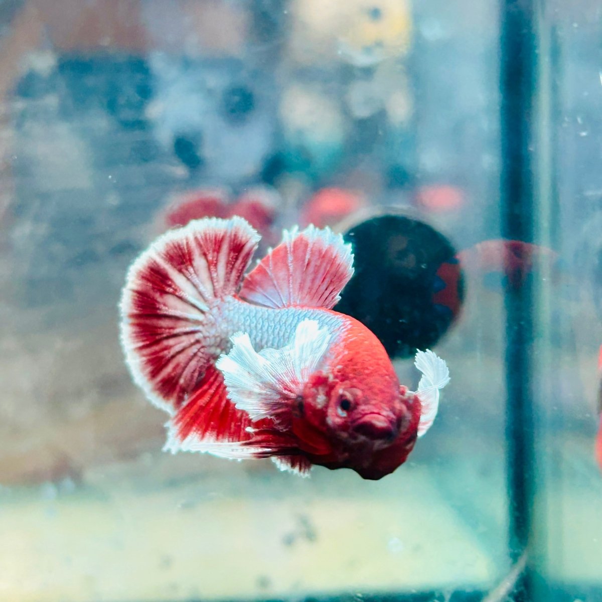 Plakat Dumbo Lavender Male Betta #078