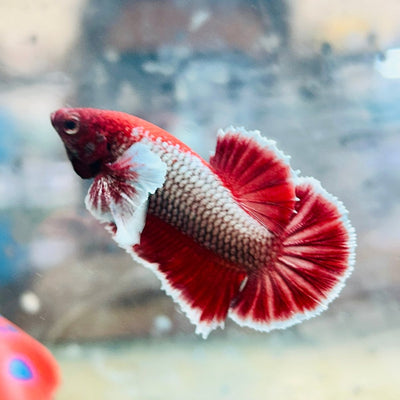 Plakat Dumbo Lavender Male Betta 078 Live Betta Fish Male betta