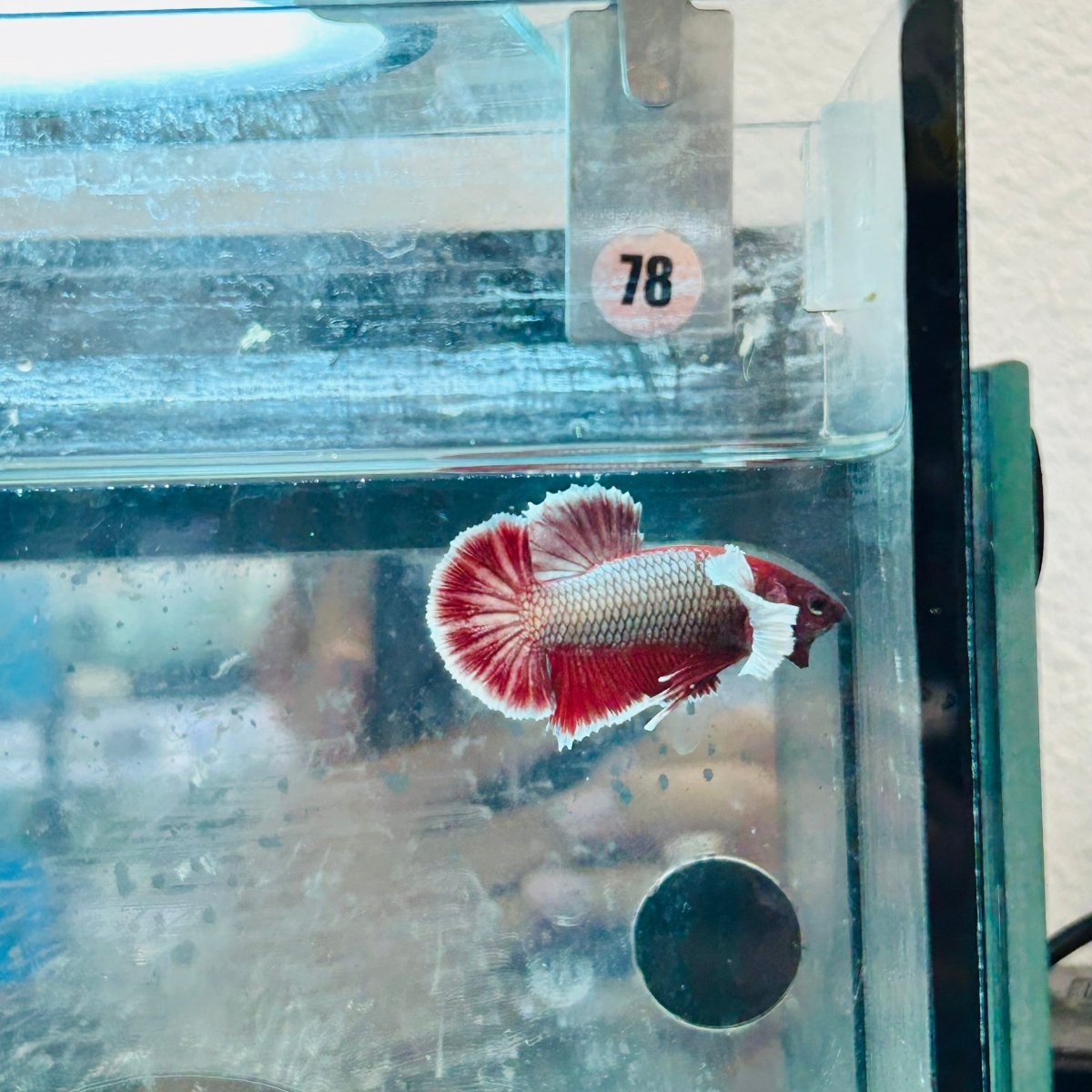 Plakat Dumbo Lavender Male Betta #078