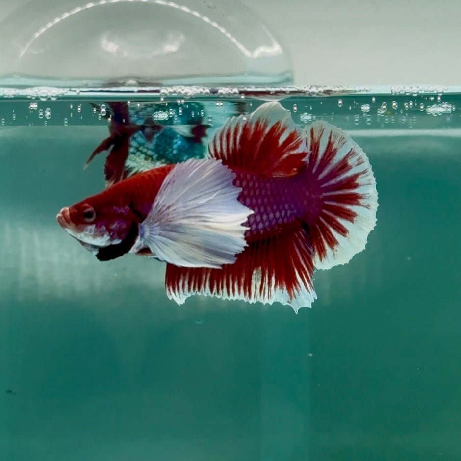 Plakat Dumbo Lavender Male Betta Ma13