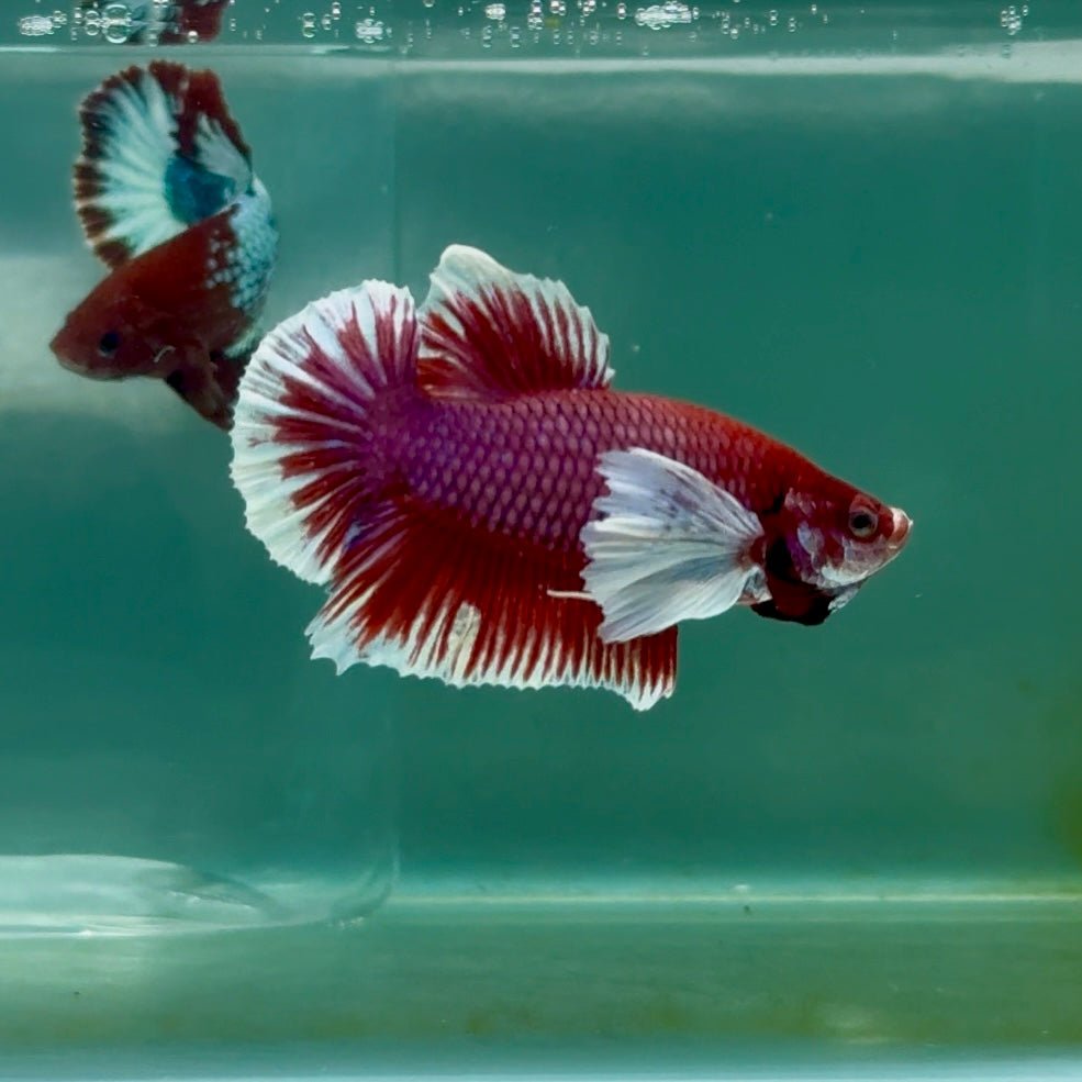 Plakat Dumbo Lavender Male Betta Ma13