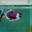 Plakat Dumbo Lavender Male Betta Ma13