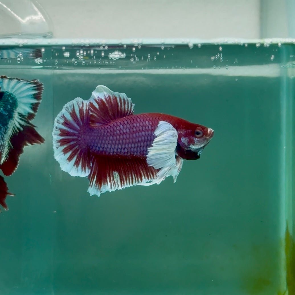 Plakat Dumbo Lavender Male Betta Ma13