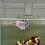 Plakat Dumbo Marble Dot Female Betta J54