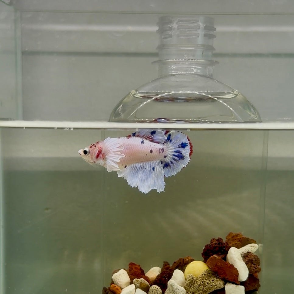 Plakat Dumbo Marble Dot Female Betta J54