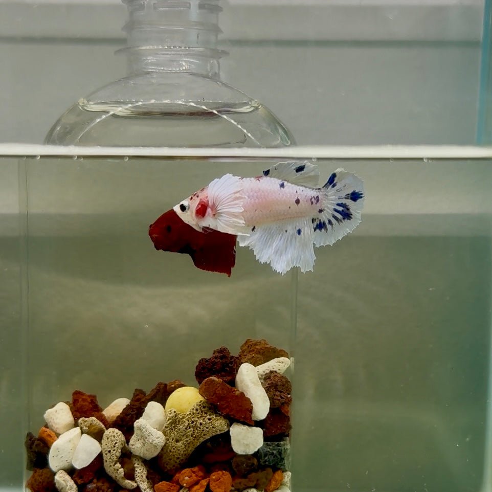 Plakat Dumbo Marble Dot Female Betta J54