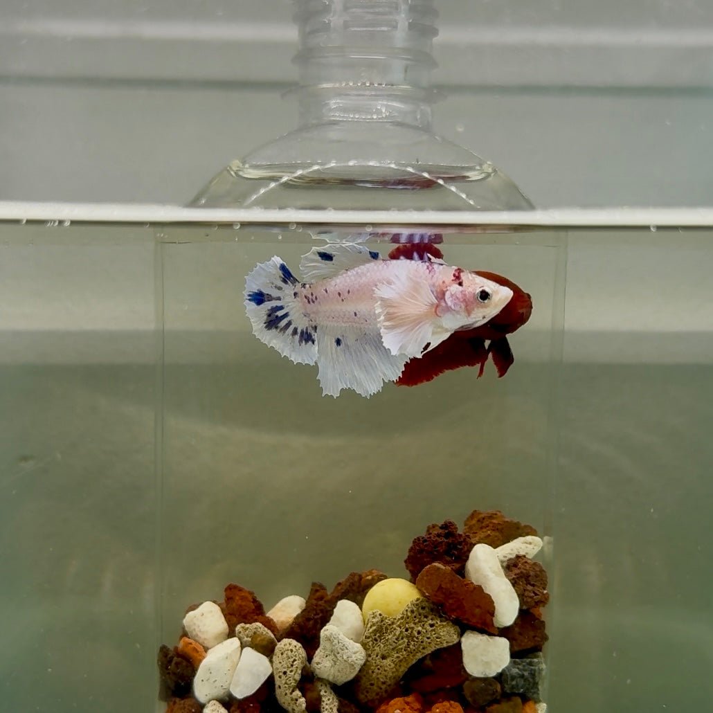 Plakat Dumbo Marble Dot Female Betta J54