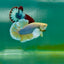 Plakat Dumbo Pineapple Male Betta Ma17