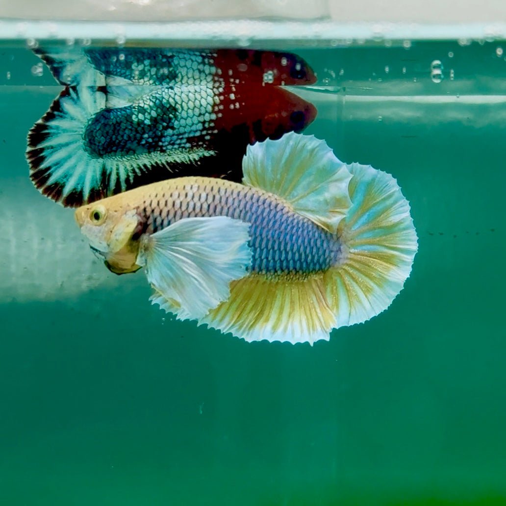 Plakat Dumbo Pineapple Male Betta Ma17