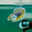 Plakat Dumbo Pineapple Male Betta Ma17