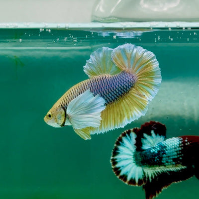 Plakat Dumbo Pineapple Male Betta Ma17