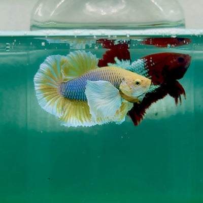Plakat Dumbo Pineapple Male Betta Ma17