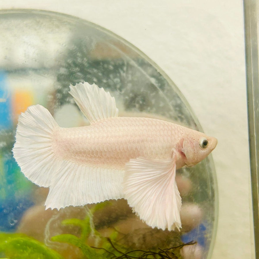 Plakat Dumbo White Male Betta MA04 Male betta