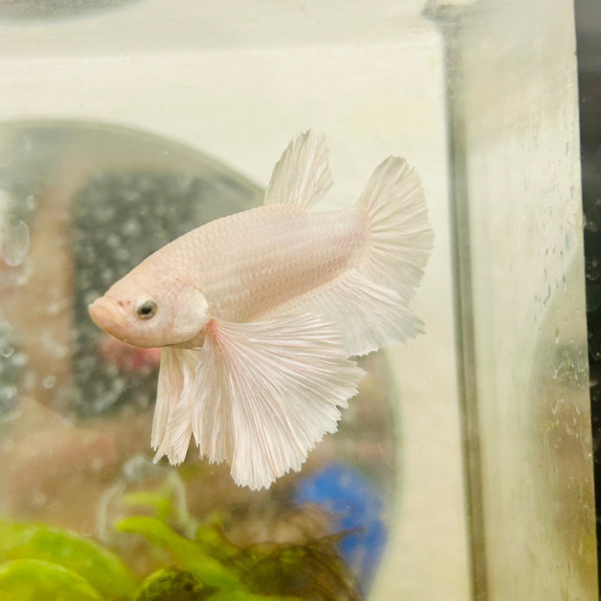Plakat Dumbo Lavender Male Betta