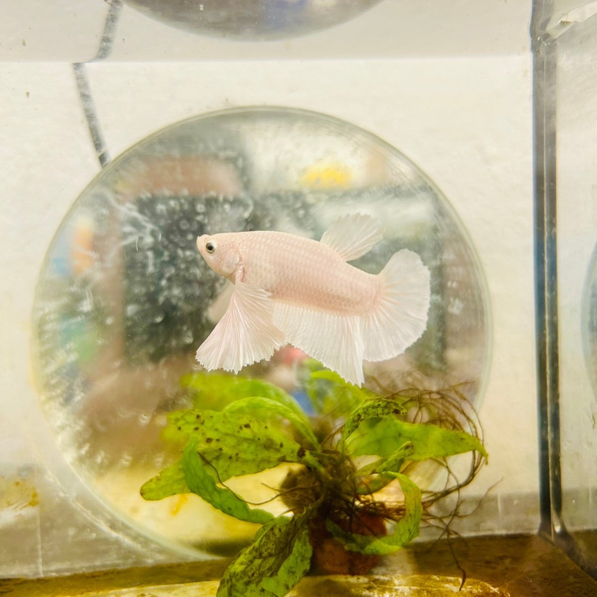 Plakat Dumbo Lavender Male Betta