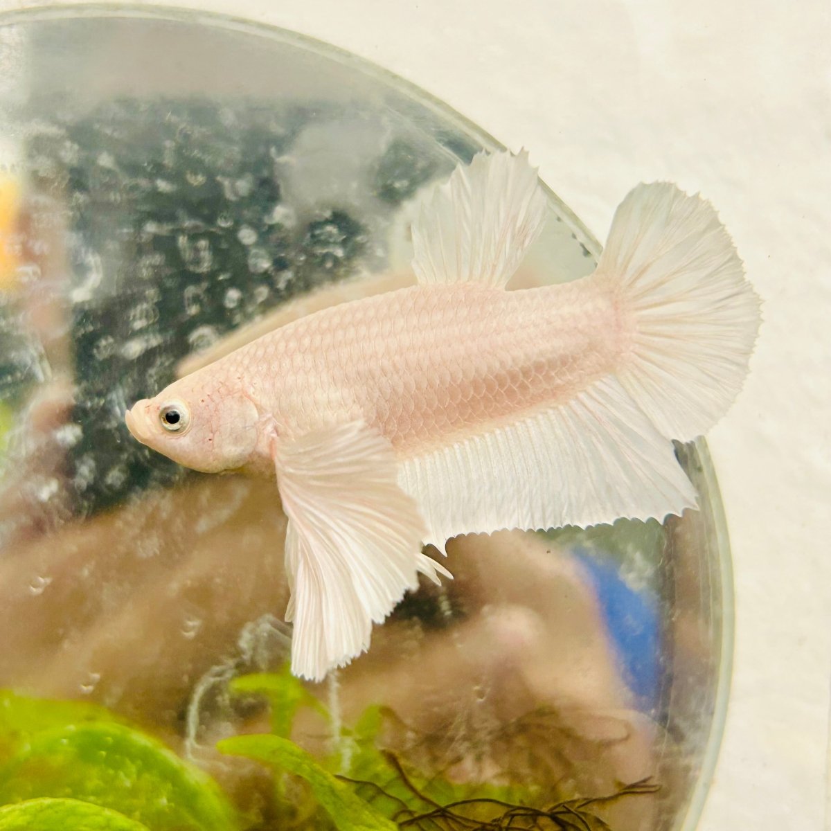 Plakat Dumbo Lavender Male Betta