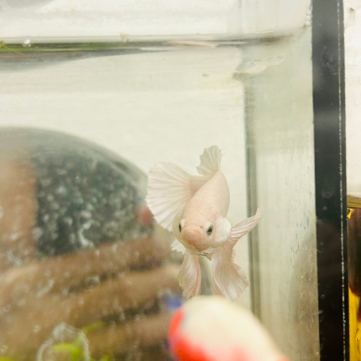 Plakat Dumbo Lavender Male Betta