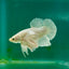 Plakat Dumbo White Male Betta Ma18