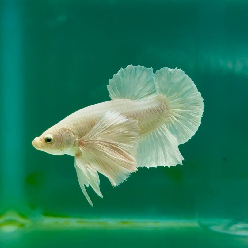 Plakat Dumbo White Male Betta Ma18
